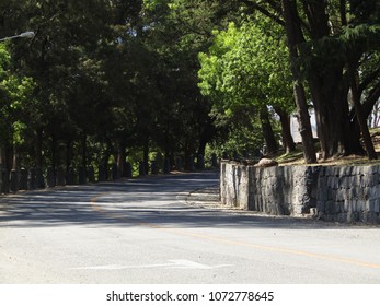 Road and trees