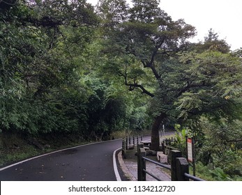 Road and the trees