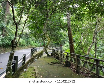 Road and the trees