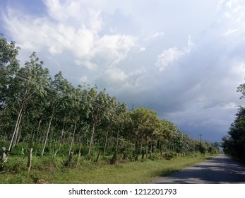 Road and trees.