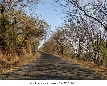 Road with Trees 