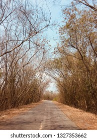 Road and Trees