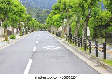Road and trees 