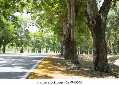 Road with trees