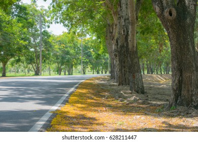 Road with trees