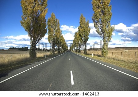 road with trees