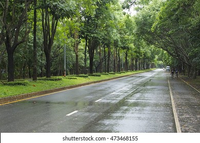 Road And Trees After Rain,Nature Background.