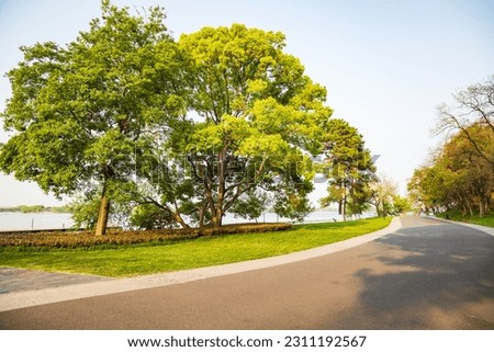 The road and trees of the city