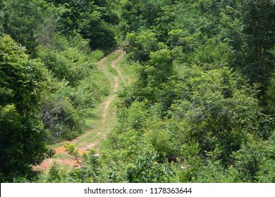 Road with trees in forest