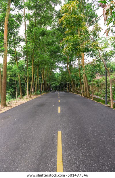 road with trees on both\
sides
