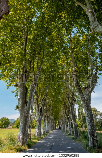 road with\
trees on the sides of the French\
provence
