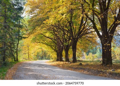 Road with trees on a sunny day in autumn