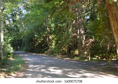 Road with trees and shadows