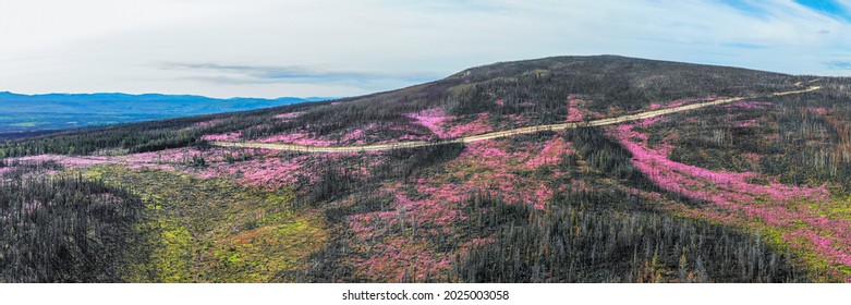 Road Trip Aerial Views In Yukon, Canada With Stunning Blue Sky Day And Pink Fireweed Flowers Covering Landscape. 