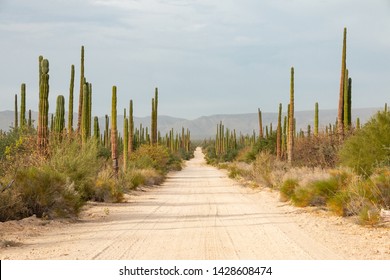 Road Trip Dust Road Crossing Cactus Desert In Baja California, Mexico