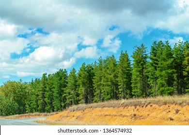 Road Trip - Forestry Conservation In The Australian Countryside