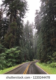 Road Tripping Through The Forests Of The Pacific Northwest (Olympic National Park)