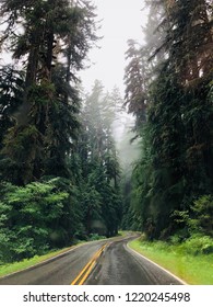 Road Tripping Through The Forests Of The Pacific Northwest (Olympic National Park)