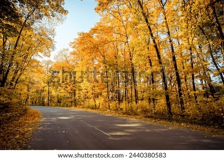 Road turning left in autumn forest. Winding road though the orange-leafed woods: golden autumn in deciduous forest filled with afternoon sun.