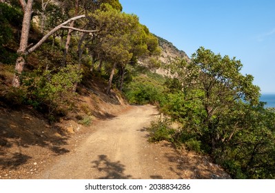 The Road Under The Pines At The Foot Of Mount Bear (Ayu-dag). Crimea, Artek Camp.