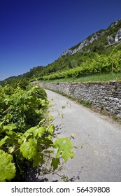 road in the vineyard