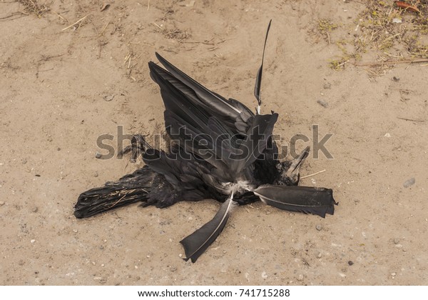 Road Wars Death Crows Killing Bird Stock Photo (Edit Now) 741715288