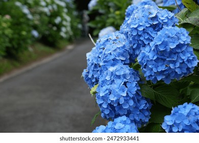 A road where blue hydrangeas bloom - Powered by Shutterstock