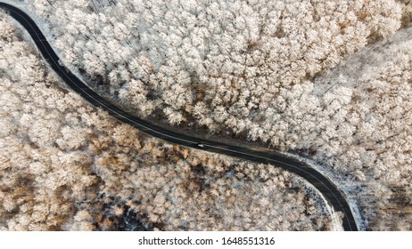 Road In The White Forrest