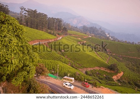 Road winding through Munnar tea estates, Munnar, Kerala, India, Asia