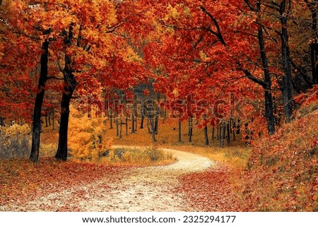The road winds through a dense forest, its trees ablaze with the vibrant colors of fall. Shades of red, orange, and yellow dominate the scene, creating a brilliant tapestry of colors  