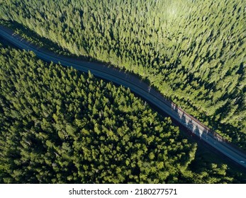A road winds through a thick Oregon forest. Over 85% of Oregon's forests are made up of coniferous trees, primarily Douglas-fir trees, Ponderosa pines, and other hardwood species.