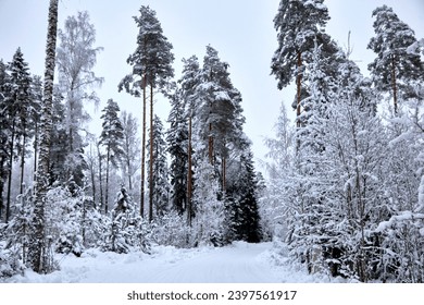 A road in a winter forest with trees and rad covered of white fluffy snow, selective focus. High quality photo - Powered by Shutterstock