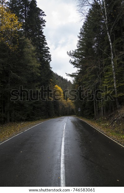 The road in the wood, a rain, an autumn landscape,\
travel on the car