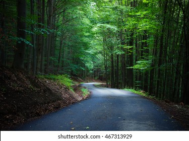 Road In The Woods