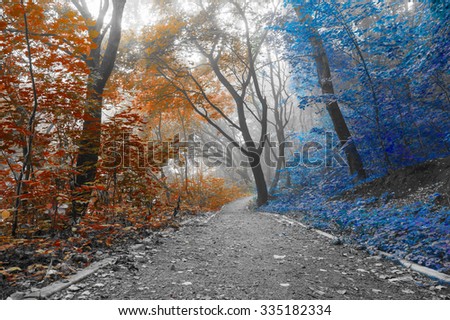 road in the woods and trees tinted blue and orange colors
