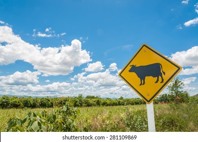 Road works sign for farm . Beware of the cow. Cow traffic sign