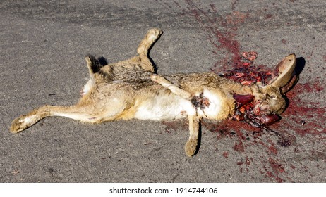 Roadkill Black Tailed Jackrabbit. Palo Alto, California, USA.