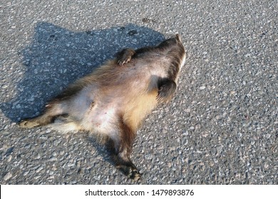 Roadkill. Dead Raccoon Dog Lying On The Road After Being Hit By A Car.