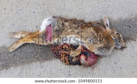 Roadkill Rabbit found on side of a busy road in Clifton Park, NY.