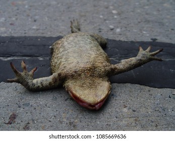 Roadkill Reptiles Dead