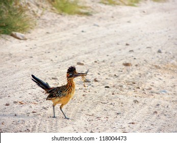 Roadrunner