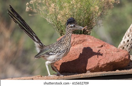 Roadrunner