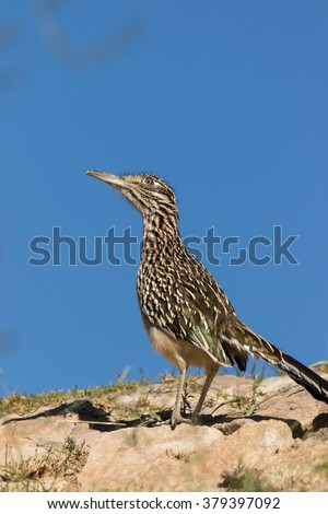 Roadrunner