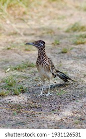Roadrunner bird in South Texas