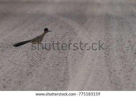 Roadrunner Bosque del Apache wildlife refuge in New Mexico.