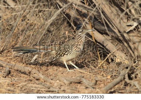 Roadrunner Bosque del Apache wildlife refuge in New Mexico.