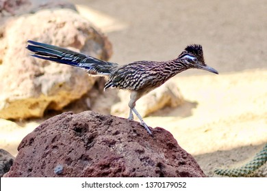 A Roadrunner (chaparral bird) paused on a rock.