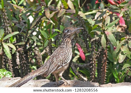 Roadrunner Close Up