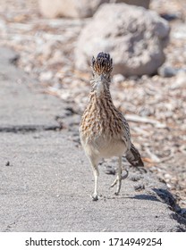 A Roadrunner Closeup In Nevada