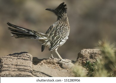 A Roadrunner In The Desert.  Near Kingman, AZ, USA.